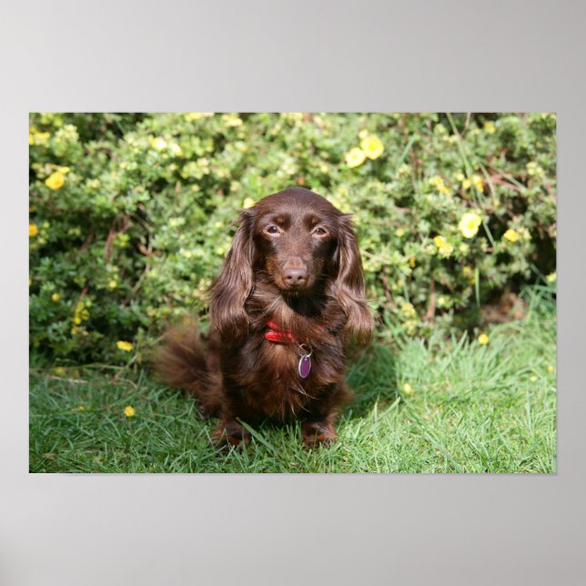 Poster Dachshund miniature Brown aux cheveux longs (Devant)