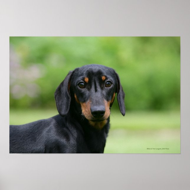 Poster Dachshund noir et tan Miniture 1 (Devant)