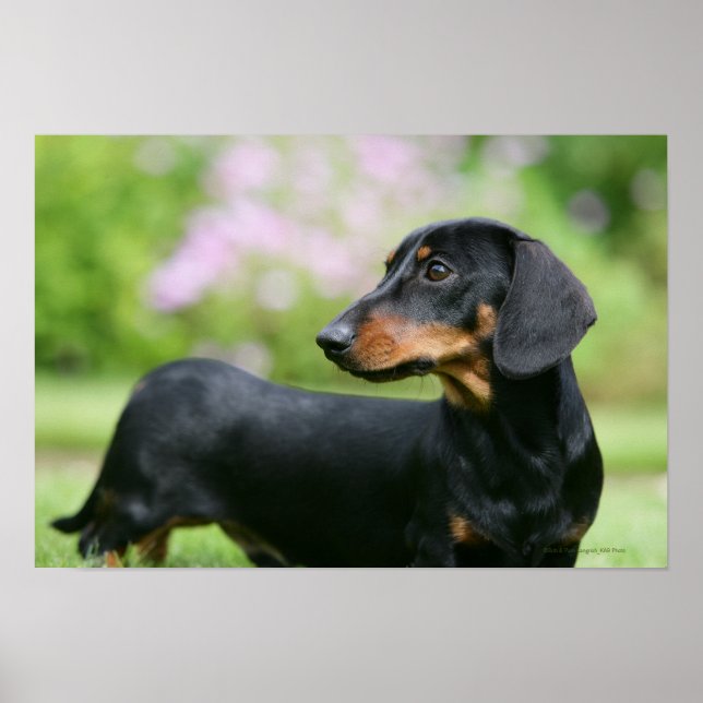 Poster Dachshund noir et tean Miniture 2 (Devant)