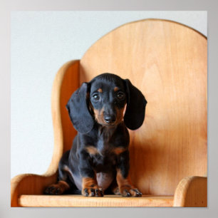 Poster Dachshund pup