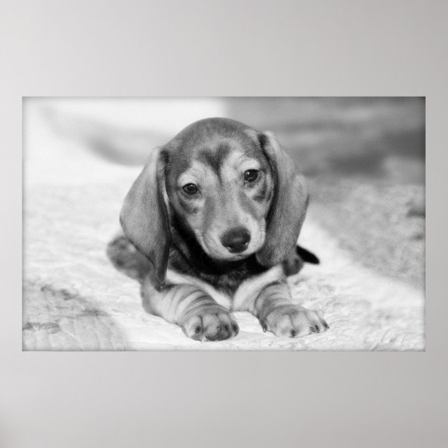 Poster Dachshund Puppy (Devant)