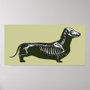 Poster dachshund skeleton