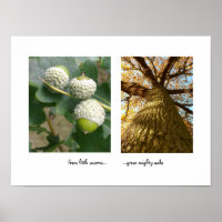 Poster d'Acorns to Oaks