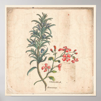 Poster d'affiche ancienne Botanique Herbe de romar