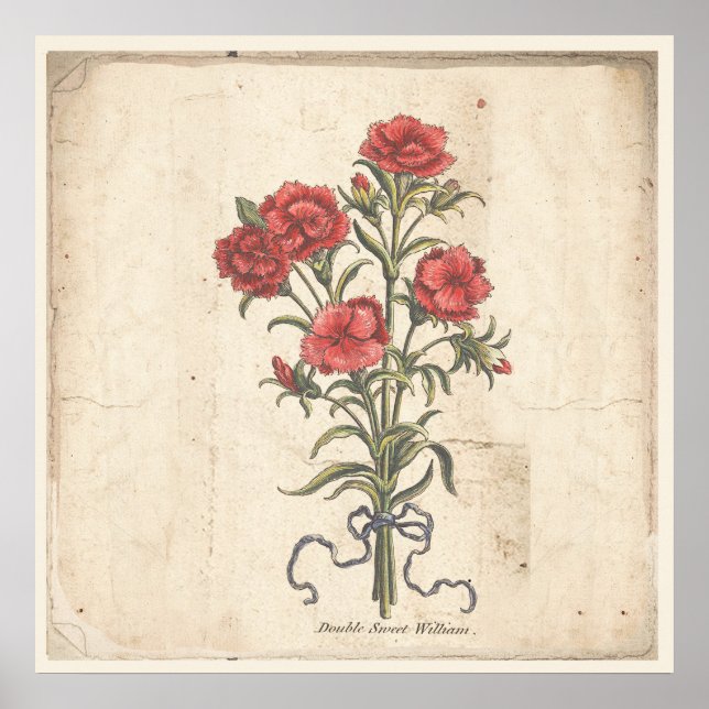 Poster d'affiche Botanique antique Sweet Williams (Devant)