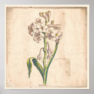 Poster d'affiche Botanique antique Tuberoses