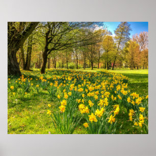 POSTER DAFFODIL