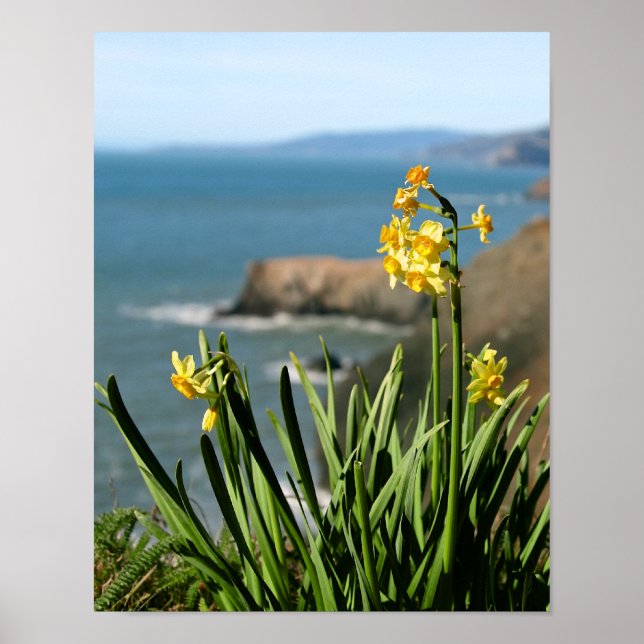 Poster Daffodil Flowers on Pacific Coast, portrait 1 de 2 (Devant)