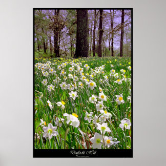 Poster Daffodil Hill