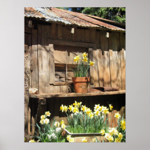 Poster Daffodil Hill Barn
