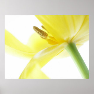 Poster Daffodil / Narcisse