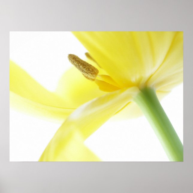 Poster Daffodil / Narcisse (Devant)