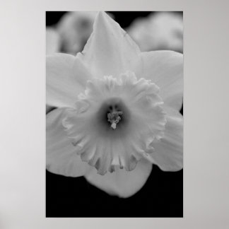 Poster Daffodile
