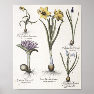 Poster Daffodile