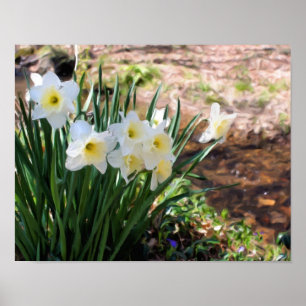 Poster Daffodiles Blanches De Brook Peinture À L'Huile