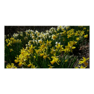 Poster Daffodiles jaunes et blancs Fleurs de printemps