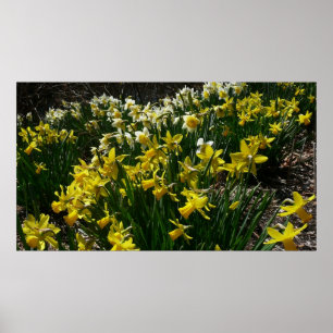 Poster Daffodiles jaunes et blancs Fleurs de printemps