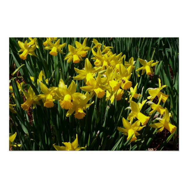 Poster Daffodiles Jaunes I Fleurs De Printemps Cheveux (Devant)
