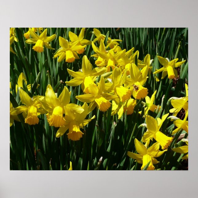 Poster Daffodiles Jaunes I Fleurs De Printemps Cheveux (Devant)