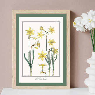 Poster Daffodiles Jaunes Verneuil Illustration