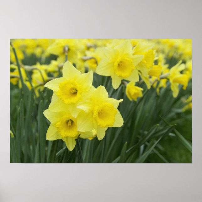 Poster Daffodiles RF) (Devant)
