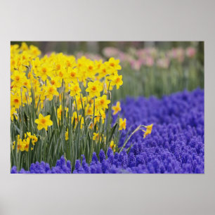Poster Daffodils et raisin Hyacinth, Keukenhof 3