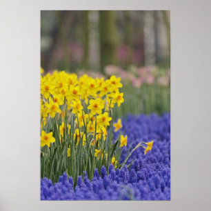 Poster Daffodils et raisins Hyacinth, Keukenhof