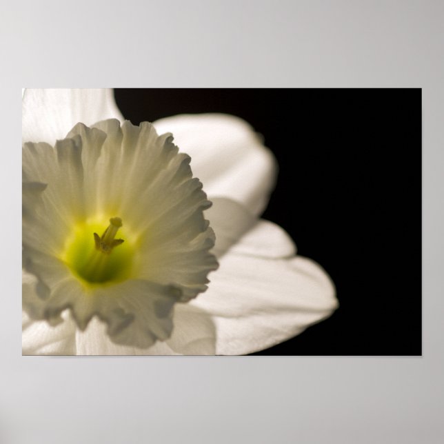 Poster Daffodique blanc rétroéclairé (Devant)