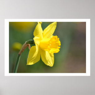 Poster Daffodique de printemps
