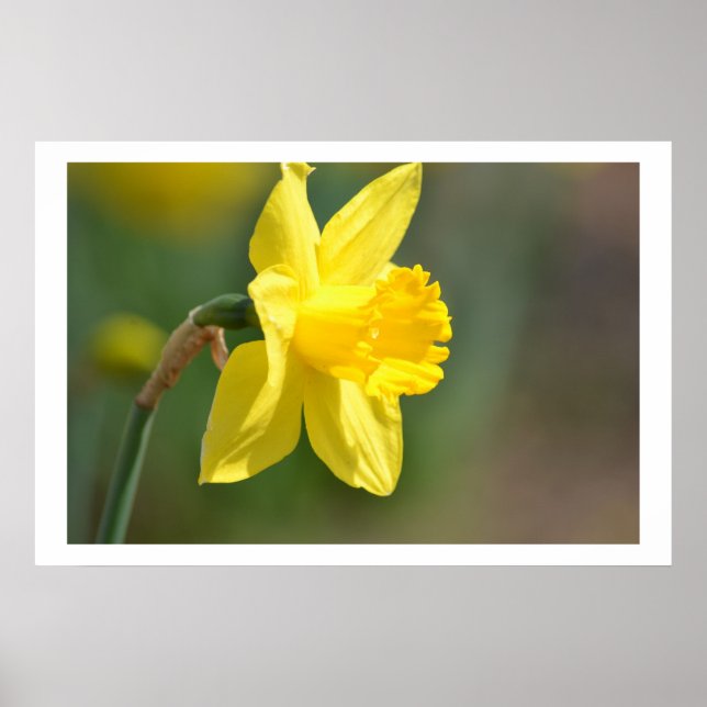 Poster Daffodique de printemps (Devant)