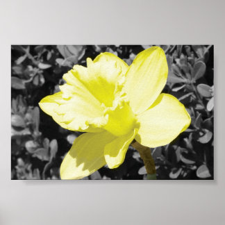 Poster Daffodique en fleur
