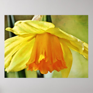 Poster Daffodique Fleur Jaune Art Photographique Imprimer