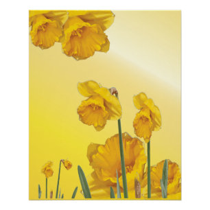 Poster Daffodique Jaune Narcisse Retro Vintage