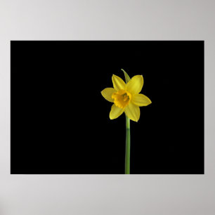 Poster Daffodique unique