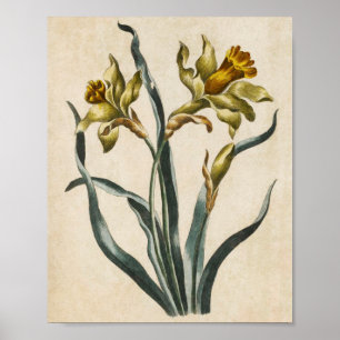 Poster Daffodique vintage de fleurs