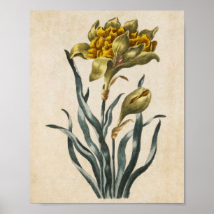Poster Daffodique vintage de fleurs