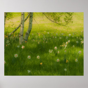 Poster Daffodiques de printemps
