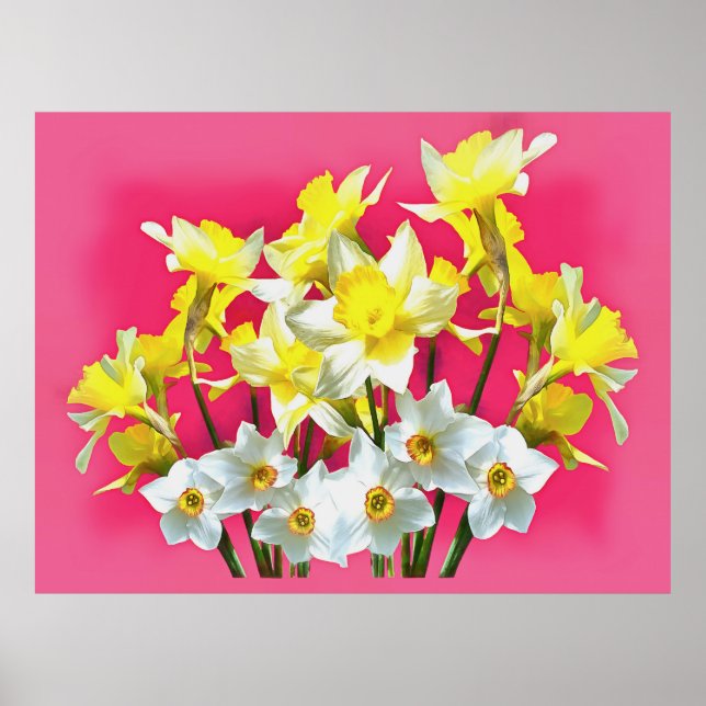 Poster Daffodiques Jaunes Et Blanc Narcissi Viva Magenta (Devant)