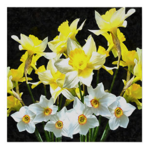 Poster Daffodiques Jaunes Et Narcissi Blanc Sur Gris