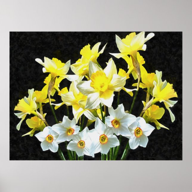 Poster Daffodiques Jaunes Et Narcissi Blanc Sur Gris (Devant)
