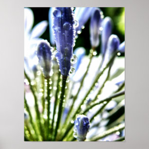 Poster d'Agapanthus