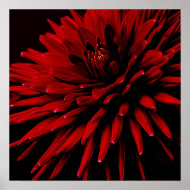 Poster dahlia (Devant)