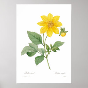 Poster Dahlia