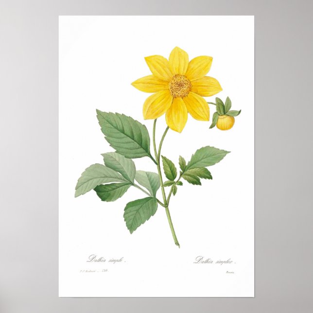 Poster Dahlia (Devant)