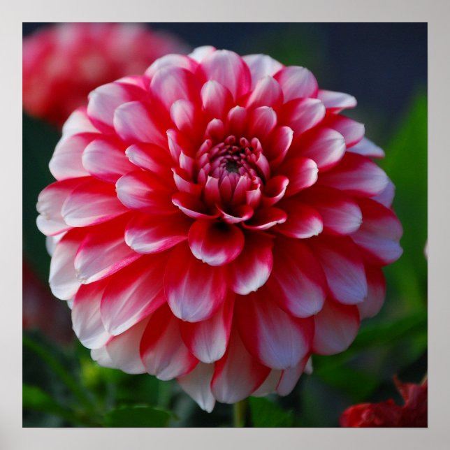 Poster Dahlia (Devant)