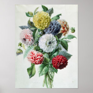 Poster Dahlia