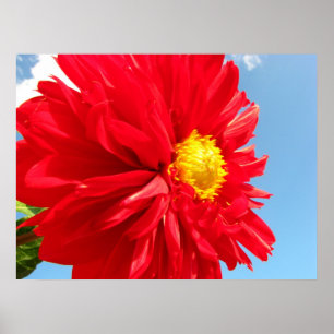 Poster dahlia