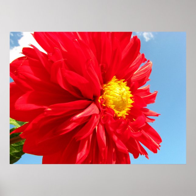 Poster dahlia (Devant)