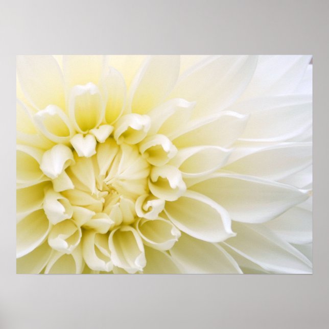 Poster Dahlia blanche (Devant)