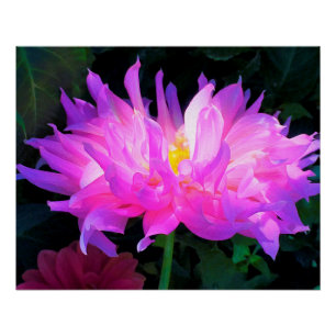 Poster Dahlia Cactus Rose et Violet Incroyable